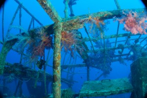  arecent wreck lying close to the T430 minesweeper, she is becoming a colourful wreck