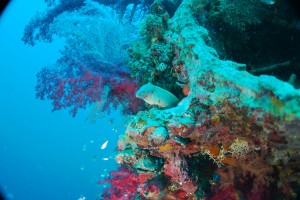 since being pulled over by a charter baot the stern mast has avoided clod hopping morons and soft corals now florish on it once again