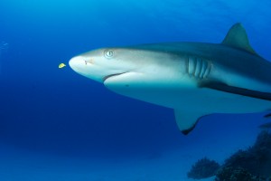 shark encounter at Shark Island Truk Lagoon