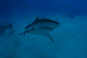 shark encounter at Shark Island Truk Lagoon