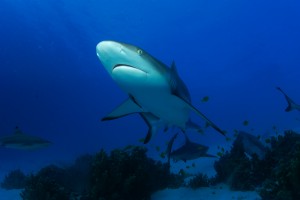 shark encounter at Shark Island Truk Lagoon