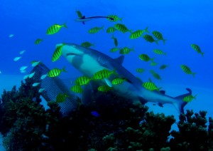 shark encounter at Shark Island Truk Lagoon,PLENTY OF PILOT FISH TO GO ROUND