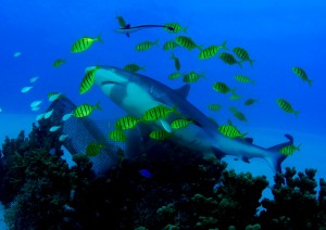 shark encounter at Shark Island Truk Lagoon,PLENTY OF PILOT FISH TO GO ROUND